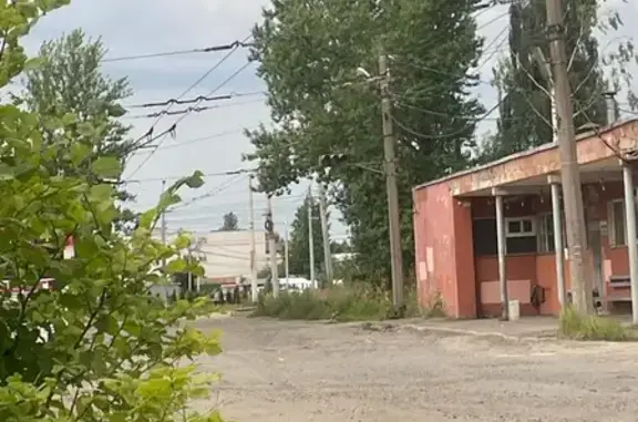 Хорёк ищет дом, Ярославль, Вол...