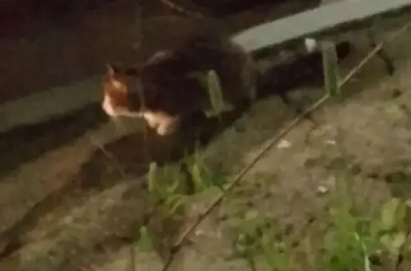 Найдена кошка, Магадан, фото: Найдена кошка, Магадан, Пролетарская, д. 71 — похожа на домашнюю, могла выпасть из окна