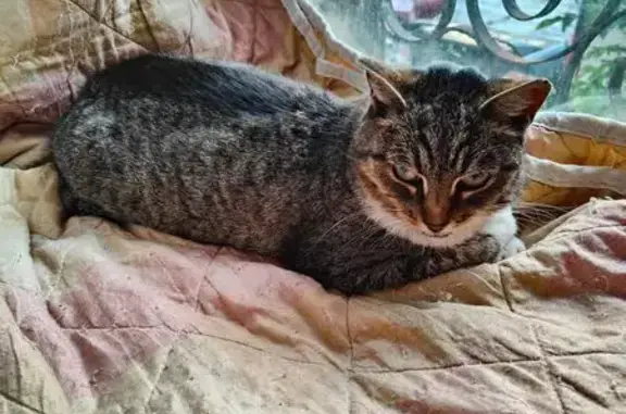 Найдена кошка, Сестрорецк, фото: Найдена кошка, Район Курортный (г Сестрорецк), Приморское, д. 286, Сестрорецк — полосатая, домашняя, прихрамывает
