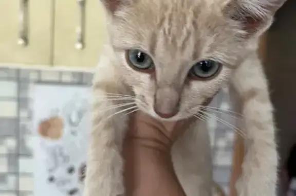 Кошка ищет дом, Москва, Генерала Карбышева — маленький котёнок, 2 месяца, ласковая - photo