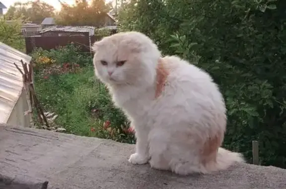 Объявления о пропавших и найденных животных, Кондопога, фото: Пропала кошка, Кондопога, Болотная, д. 13 — британец Кнопа, ласковый