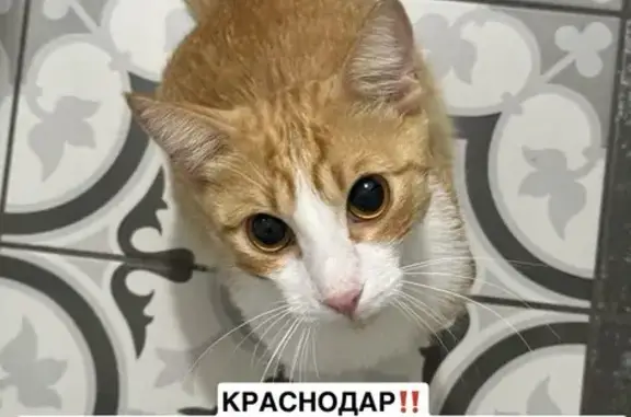 Найдена кошка, Краснодар, Красная, д. 200/1 — рыжий, очень ласковый, приучен к лотку - photo