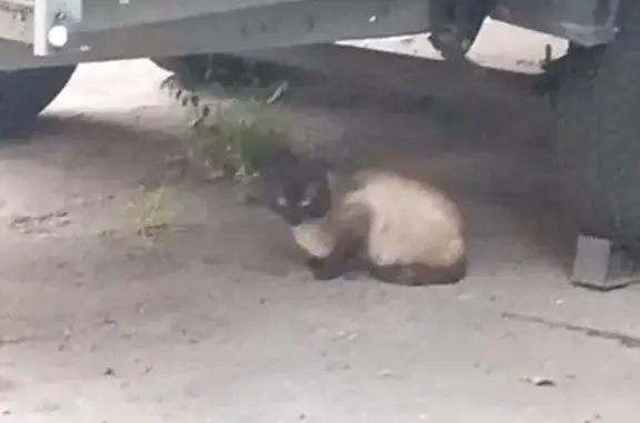 Найдена кошка, Москва, фото: Найдена кошка, Москва, 4-я Парковая, д. 29 — прячется под машинами