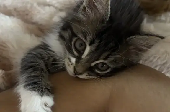 Пропала кошка, Гая, д. 15, Тольятти — котёнок 3 месяца, пугливая - photo