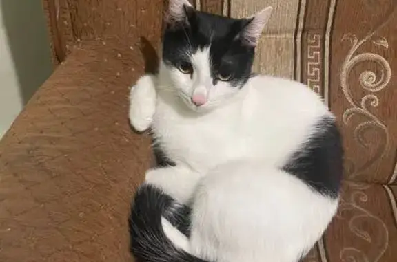 Пропала кошка, Саратов, Миллеровская, д. 64А — очень ласковый кот, упал с балкона 2 этажа - photo