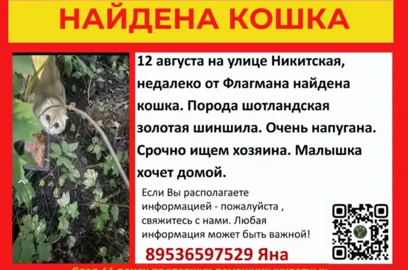 Найдена кошка, Никитская, Кострома - photo