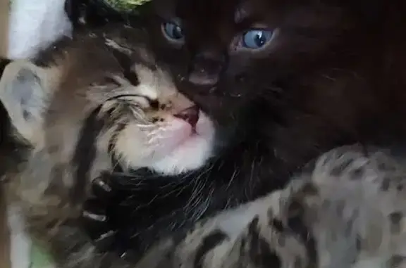 Кошки потеряшки, Пермь, фото: Кошка ищет дом, Пермь — котята с вокзала, около месяца
