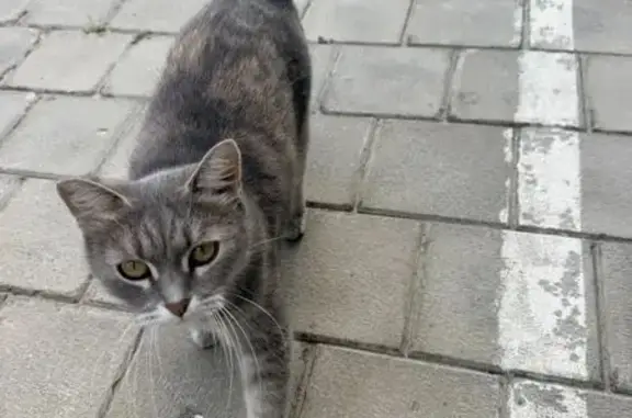 Найдена кошка, Кострома, Шагова, д. 77 — серенькая, домашняя - photo