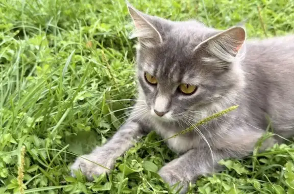 Найдена кошка, Реутов, фото: Кошка ищет дом, Реутов — ласковая молодая кошечка 2 лет