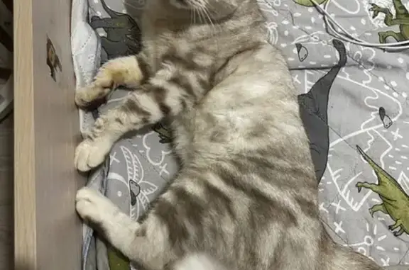 Найдена кошка, Пионерский, фото: Найдена кошка, Пионерский, Генерала Ракова, д. 13 — кот, не кастрирован