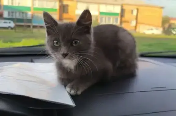 Найдена кошка, Шушенское, фото: Найдена кошка, Городской поселок Шушенское, Горького, д. 13, Шушенское — постоянно ходит за мной и мякает