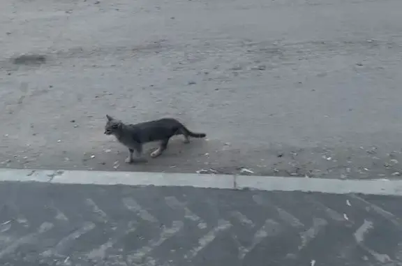 Найдена кошка, Москва, фото: Найдена кошка, Маршала Тухачевского, д. 22 1, Москва — часто мяукает, без ошейника