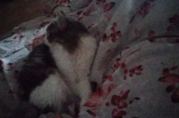 Пропала кошка, Дзержинского, д. 6А, Новокуйбышевск — серо-белая, очень пушистая, зелёные глаза - photo