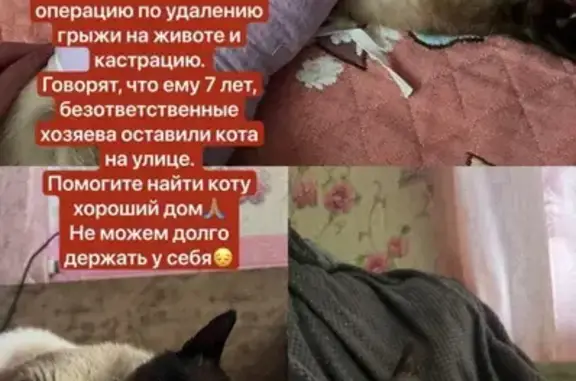 Кошки потеряшки, Архангельск, фото: Кошка ищет дом, Архангельск — ласковая, ручная