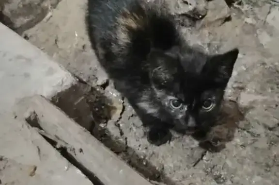 Кошки потеряшки, Воронеж, фото: Кошка ищет дом, Воронеж, Небольсина, д. 1 — чёрная, маленькая, очень пугливая