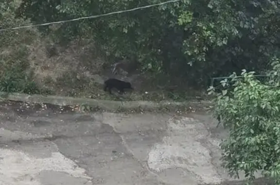 Найденные животные Владивосток, фото: Найдена собака, Владивосток, Шилкинская, д. 10 — чёрная, среднего размера, с повязкой на лапе
