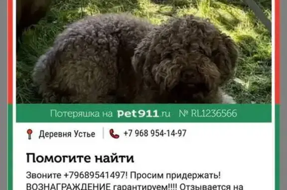 Пропала собака, Деревня Устье, Устье — лаготто романьоло, с адресником - photo