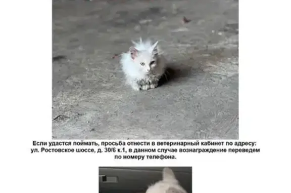 Пропала кошка, Ростовское шоссе, д. 30/6, к. 1, Краснодар — белая, очень пугливая - photo