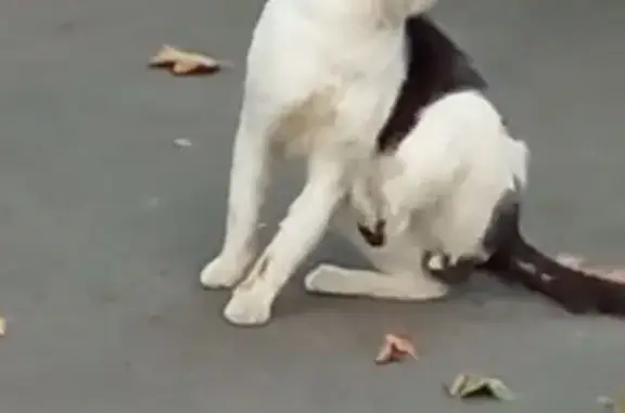 Найдена кошка, Люберцы, фото: Найдена кошка, Люберцы, Октябрьский, д. 403 — чёрно-белая, больное ухо