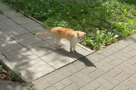 Найдена кошка, Тула, фото: Найдена кошка, Ленина, д. 102/3, Тула — бело-рыжая, желтые глаза