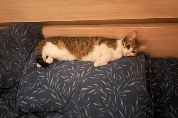 Пропала кошка, им. Котлярова Н.С., Краснодар — трёхцветная, одна лапка рыжая - photo