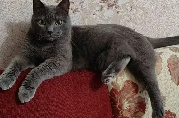 Пропала кошка, Барнаул, Островского, д. 62 — серенькая, с тёмными вкраплениями на глазу - photo
