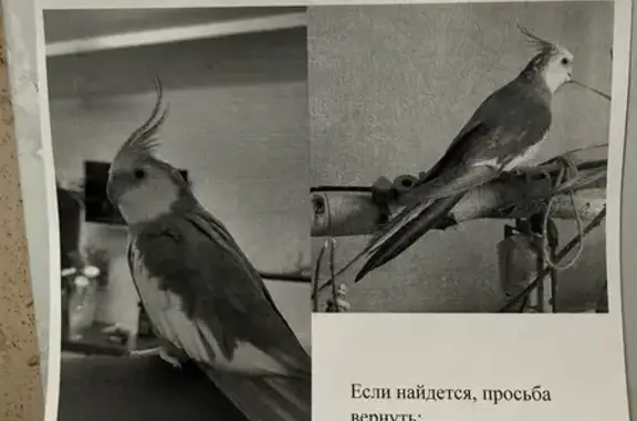 Пропала птица, Москва, Вильнюсская, д. 4 — серый с белым, вылетел из окна - photo