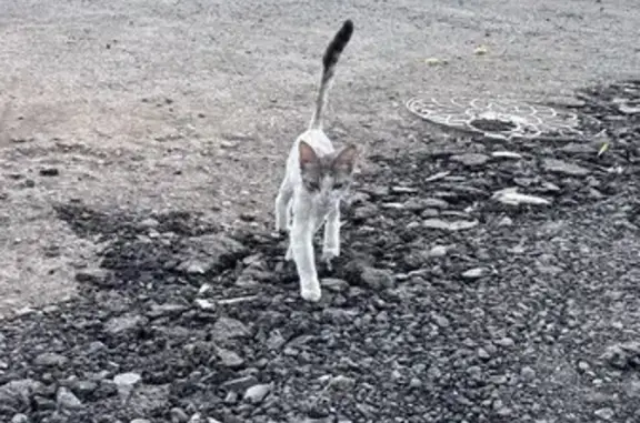 Найденные животные Оренбург, фото: Найдена кошка, Заречная, д. 18, Оренбург — по виду домашняя, подстрижена