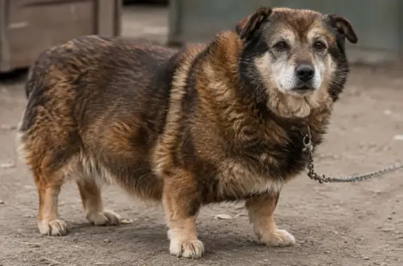 Пропала собака, им Мичурина, Зерноград — Пушок, 12 лет, с цепью и ошейником - photo