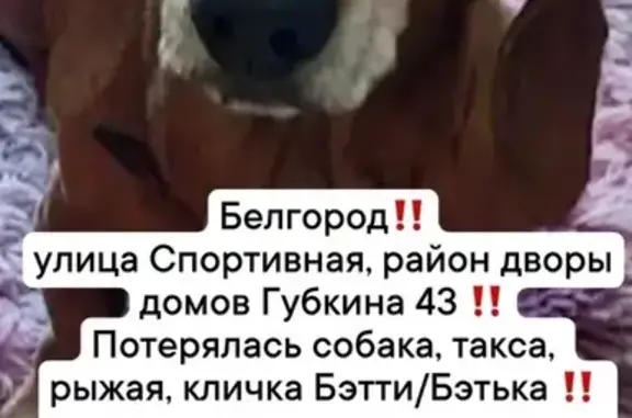 Пропала собака, Белгород, Губкина, д. 43 — рыжая такса Бэтти/Бэтька - photo