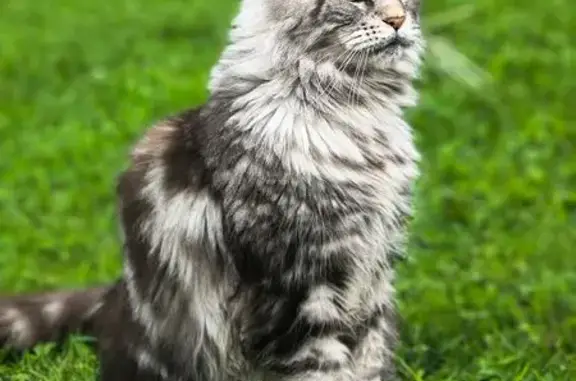 Пропала кошка, Деревня Коськово, Береговая — серебристый (серый) - photo