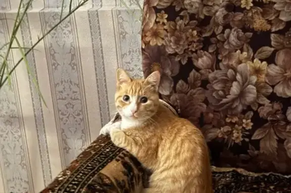 Пропала кошка, Степная, д. 21, Нижний Тагил — рыжий кот, очень ласковый - photo