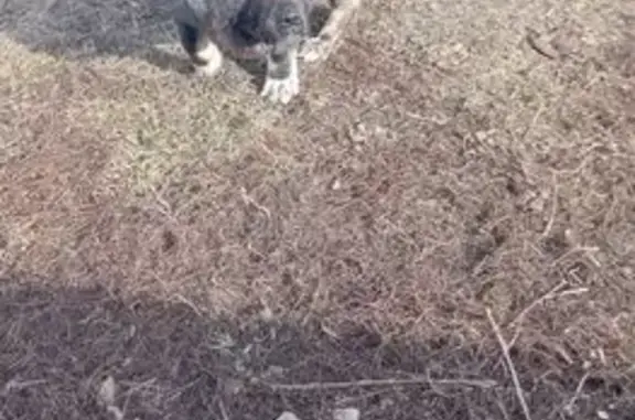 Пропала собака, район литейного завода КамАЗ, Набережные Челны — кавказская овчарка, кличка «Симба» - photo