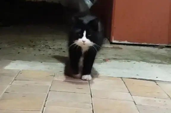 Найдена кошка, Ленина, д. 102,...