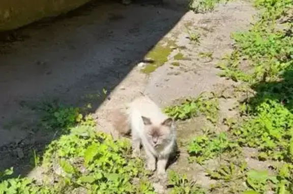 Найдена кошка, Тула, Металлург...
