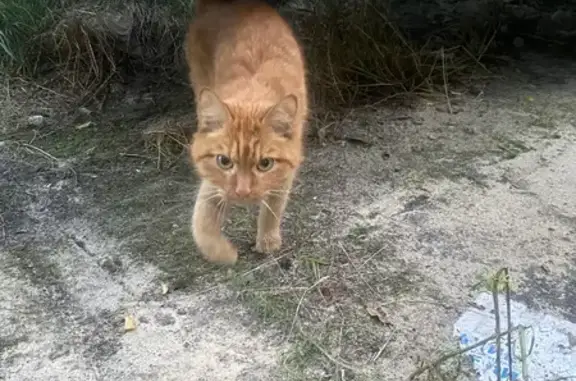 Найдена кошка, Воронеж, Киевск...