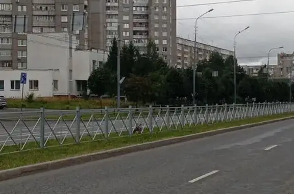 Найденные животные Йошкар-Ола, фото: Найдена собака, Воинов-интернационалистов, д. 22, Йошкар-Ола — замечена 16 августа в 9:50 у Мегастроя