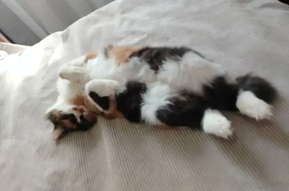 Кошки потеряшки, Щёкино, фото: Потеряшка кошка, Щекино, Шахтерская, д. 9, Щёкино — трёхцветная, пушистая, с жёлтыми глазами