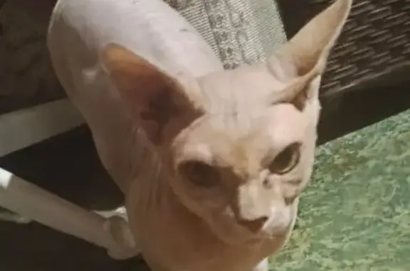 Найдена кошка, Можайск, фото: Найдена кошка, Перовская, Можайск — сфинкс, молодой, агрессивный