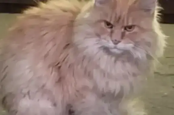 Найдена кошка, Ярославль, фото: Найдена кошка, Архангельский, Ярославль — мейн-кун, дезориентирована