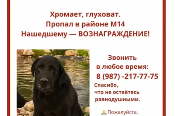 Собаки потеряшки, Казань, фото: Потеряшка собака, Район Приволжский (г Казань), Андрея Адо, Казань — чёрный лабрадор, хромает