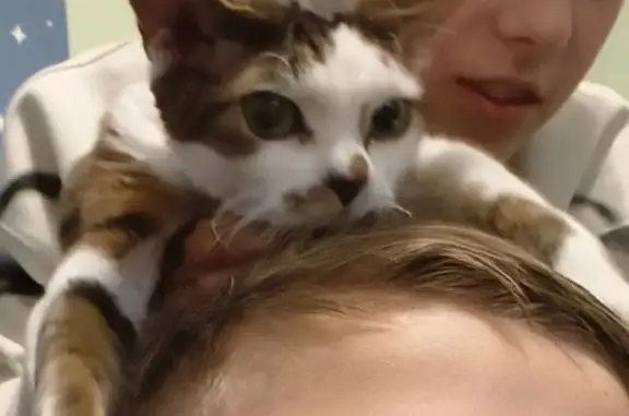 Кошки потеряшки, Старая Купавна, фото: Потеряшка кошка, Территория снт Текстильщик (г Старая Купавна), Старая Купавна — серо-белая, большие уши