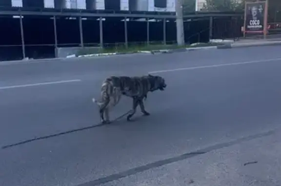 Найденные животные Тула, фото: Найдена собака, Район Советский (г Тула), Демонстрации, д. 14, Тула — идёт по дороге среди машин, с цепью