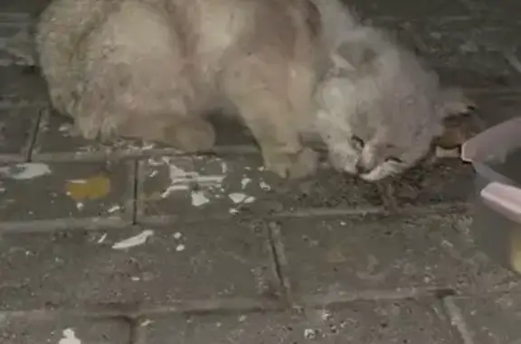 Найдена кошка, Москва, фото: Найдена кошка, Поселок Комсомолец, Октябрьская, д. 27, Москва — ласковая, худой, без ошейника