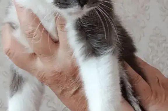 Найдена кошка, Тюмень, фото: Кошка ищет дом, Тюмень, ласковая, игривая, на лоток ходит