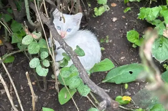 Кошки потеряшки, Уфа, фото: Найдена кошка, Октября, Уфа — 4 котенка