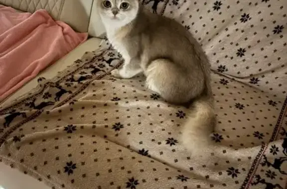 Пропала кошка, Волжский, Ухтинская, д. 15 — пугливый котик - photo