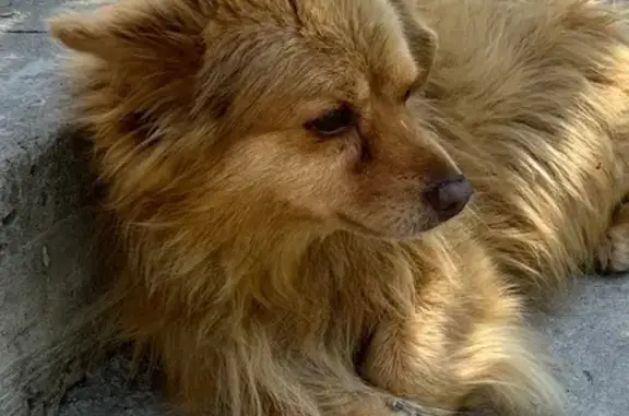 Пропала собака, Энгельса, Курск — старенький, 12 лет, кличка Бублик - photo