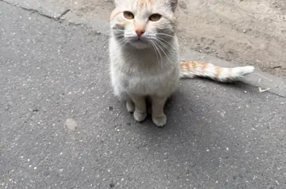 Найдена кошка, Москва, фото: Найдена кошка, Москва, Чертановская, д. 43 6 — очень ласковая, идёт к людям