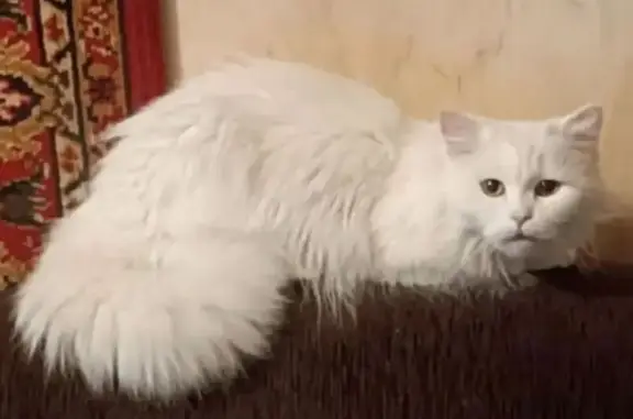 Пропала кошка, 1-я Заречная, д. 15/2, Краснодар — белая, пушистая, 11 лет - photo